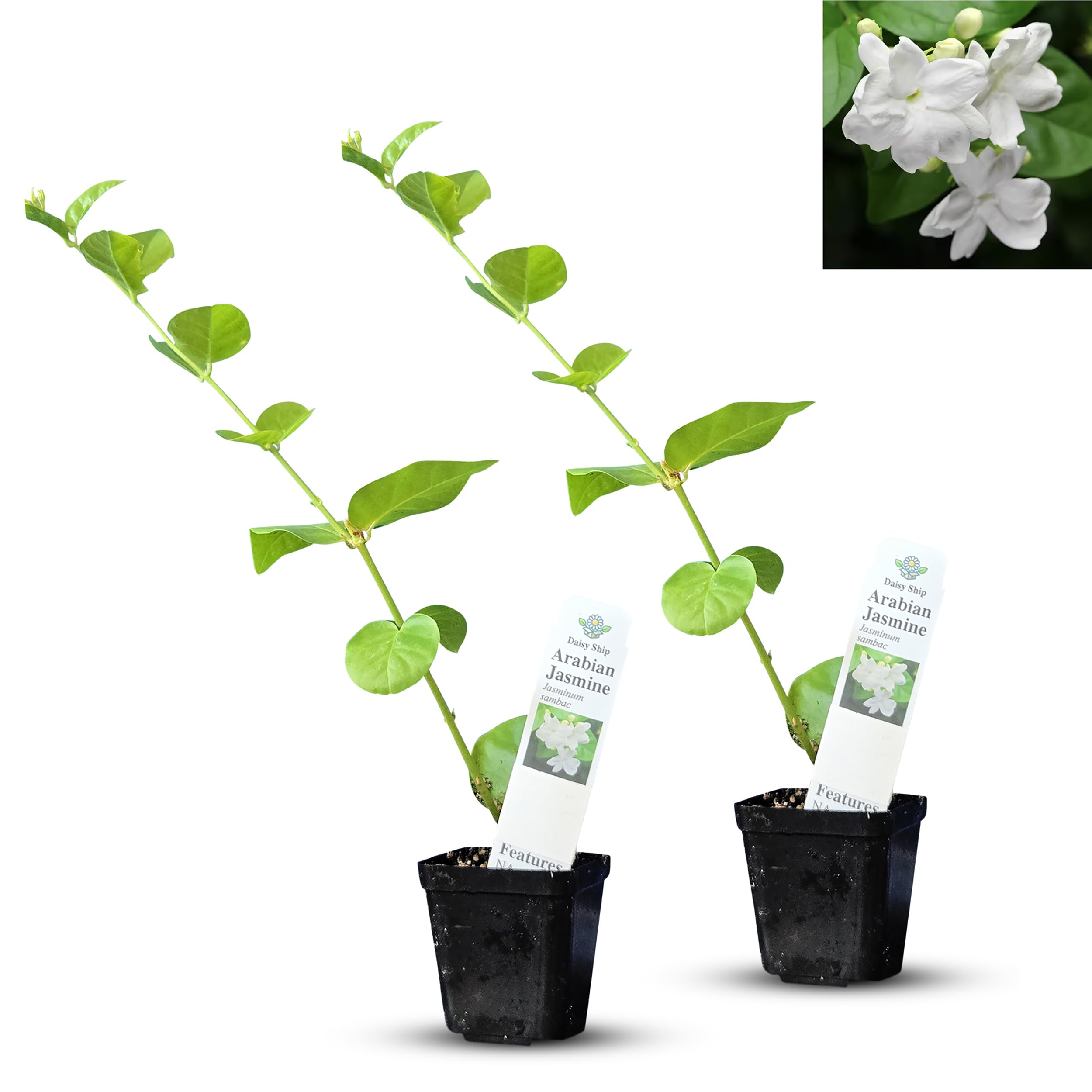 Jasmin様 Amazon.com : Arabian Jasmine (Jasminum Sambac) - Live, Fragrant